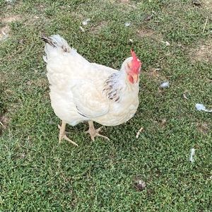 Meet your Posher, Molly